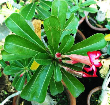  Leaves